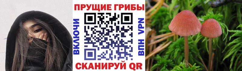 Галлюциногенные грибы мицелий  Купить  Северо-Курильск 